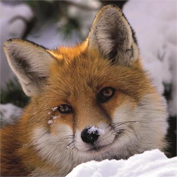 fox-1000-parca-29747-heye-puzzle_18.jpg