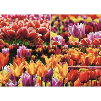 jumbo-puzzle-1000-parca-hollanda-laleleri-puzzle-holland-tulips-_21.jpg