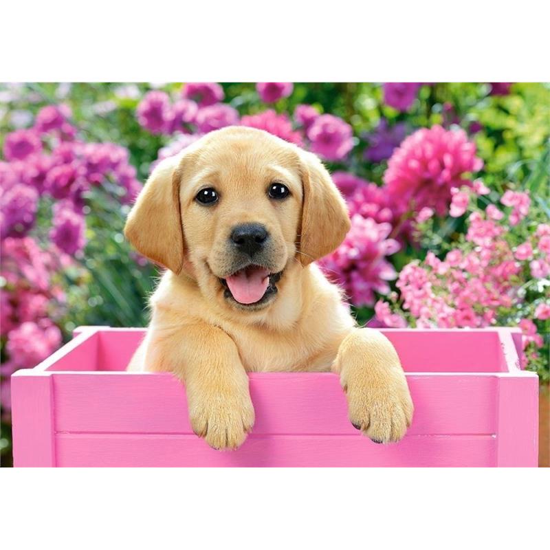 Castorland 500 Parça Puzzle Labrador Puppy in Pink Box