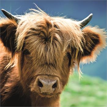 highland-cow-1000-parca-heye-29745_28.jpg