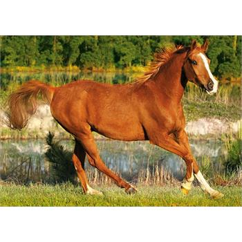trefl-500-parca-the-beauty-of-gallop--61.jpg