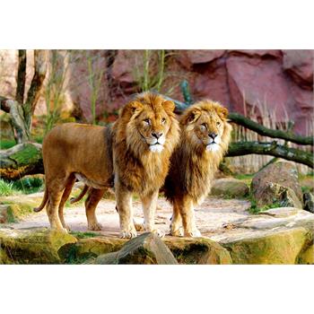 trefl-1500-parca-lions-75.jpg