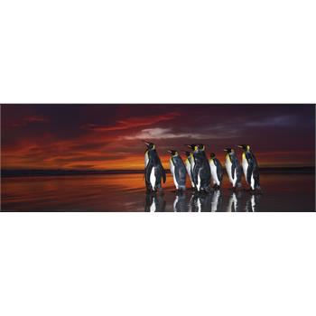 king-penguins-edition-humboldt_39.jpg