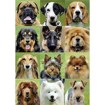 500-dogs-collage_2.jpg