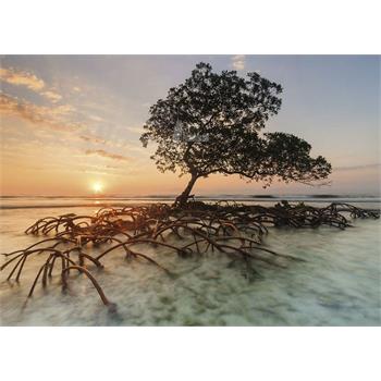 red-mangrove-1000-parca-alexander-von-humboldt_7.jpg