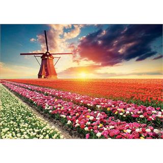 1500-tulips-landscape_14.jpg